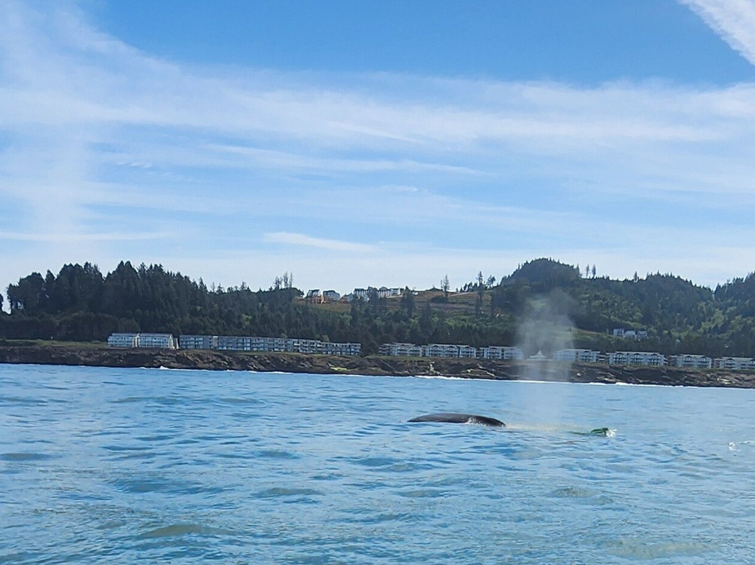 Whale Research EcoExcursions-Depoe Bay必去景点