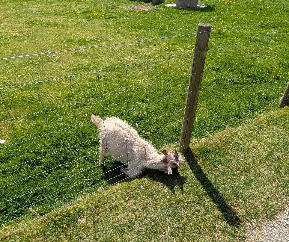 Dwyfor Ranch Rabbit Farm and Animal Park-Llanystumdwy必去景点