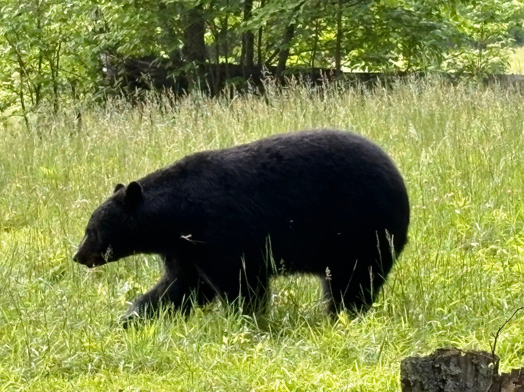 Cades Cove-大雾山国家公园必去景点