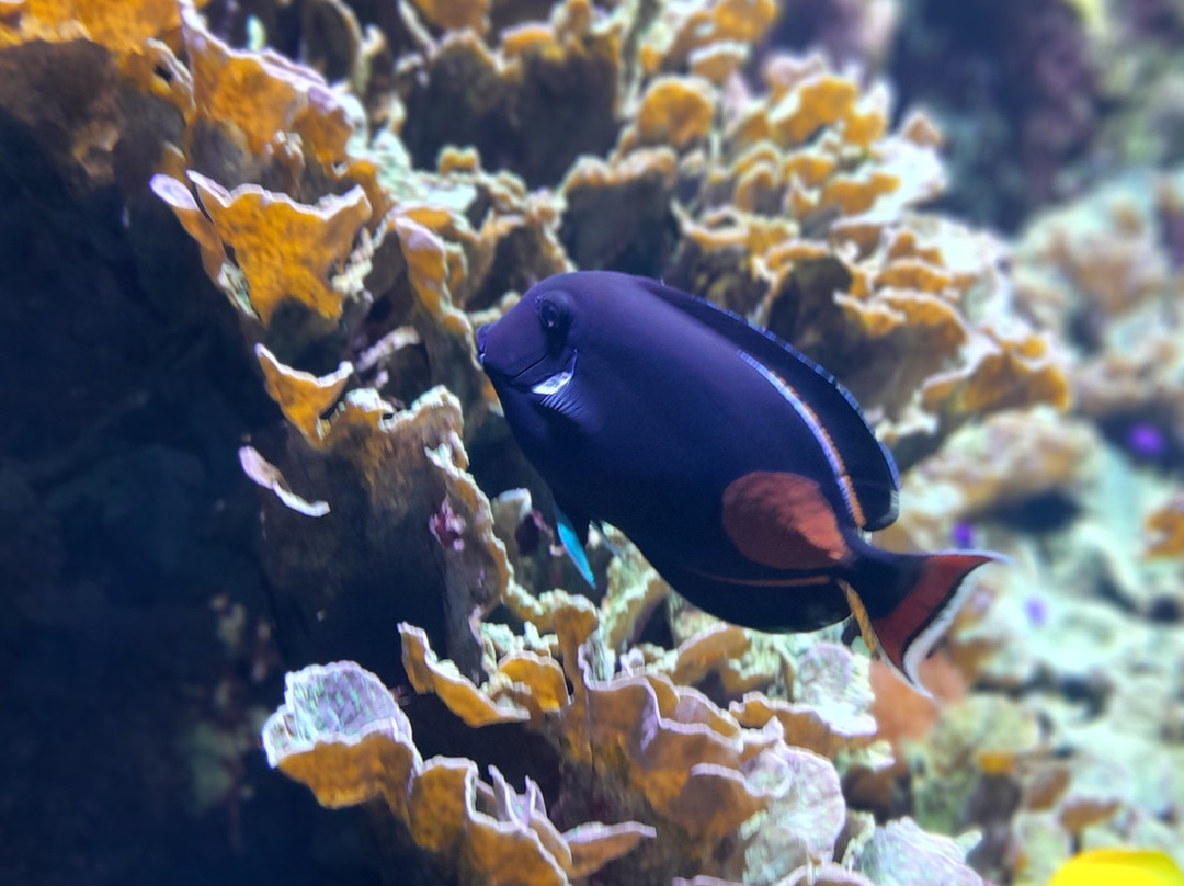 Aquarium de Lyon-La Mulatiere必去景点