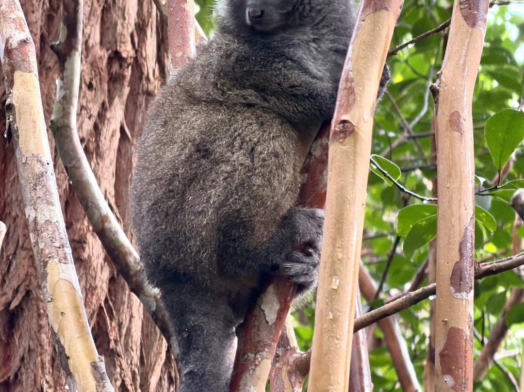 Cactus Tours Madagascar-安塔那那利佛必去景点