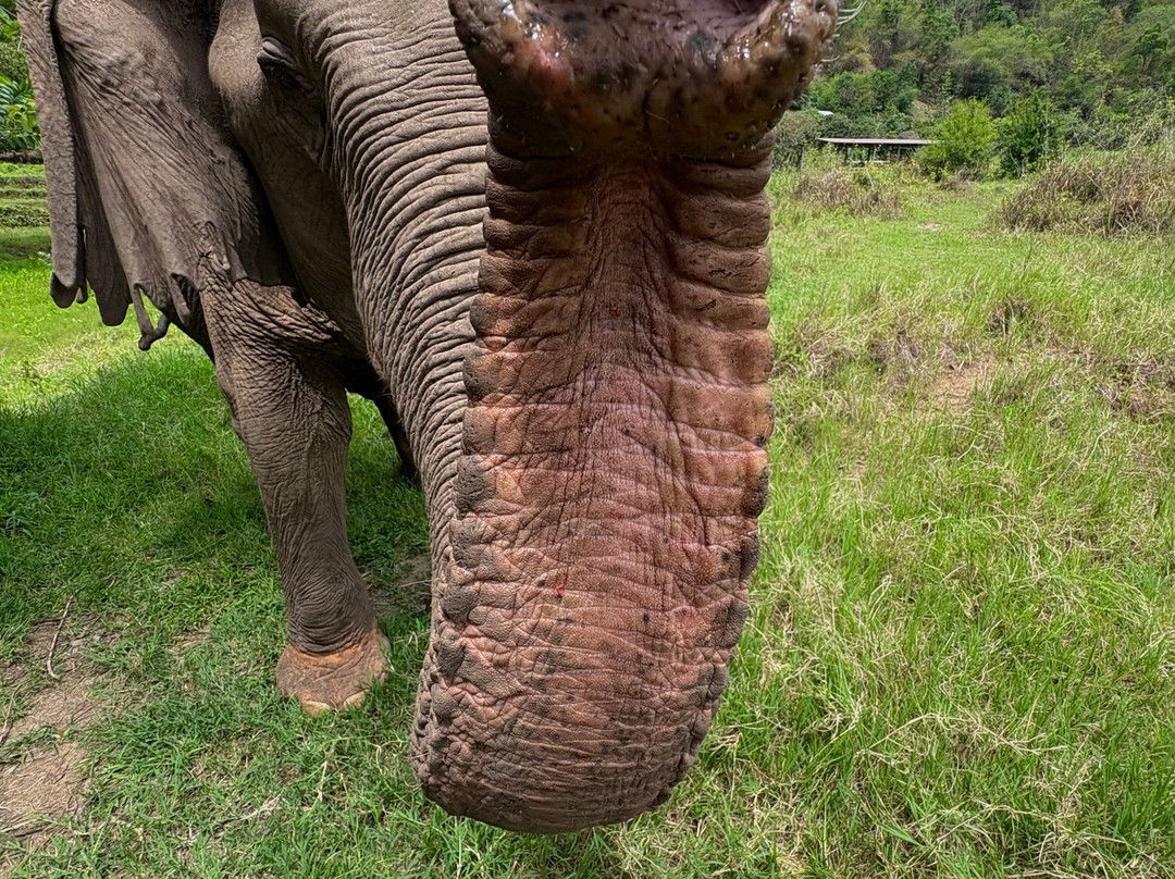 Doi Lom Elephant Rescue Sanctuary-夜登必去景点