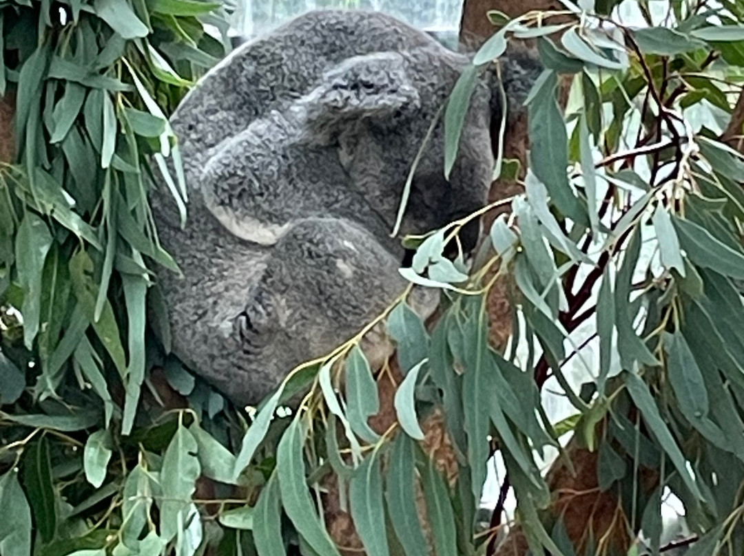 Koala Park Sanctuary-West Pennant Hills必去景点