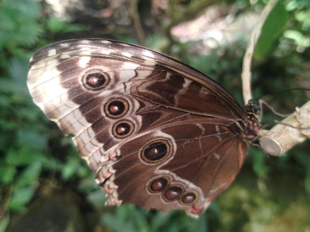 Stratford Butterfly Farm-埃文河畔斯特拉特福必去景点