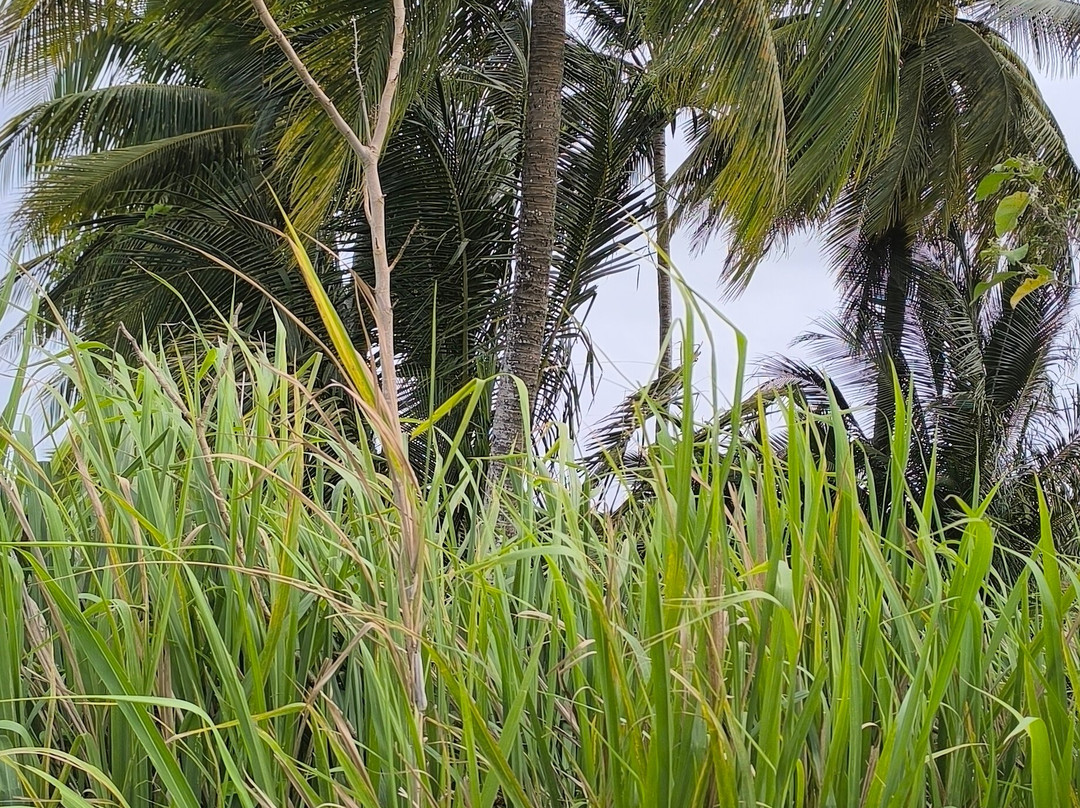 Tarzan Excursion Guadeloupe-Sainte-Anne必去景点