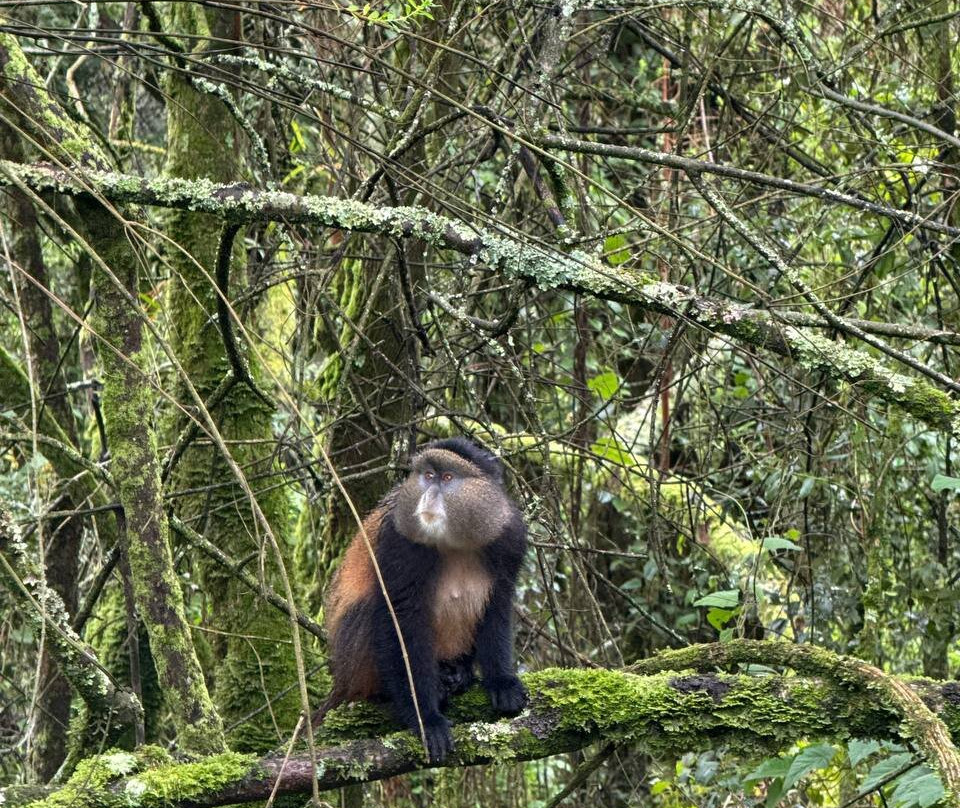 Mgahinga Gorilla National Park-Kisoro必去景点