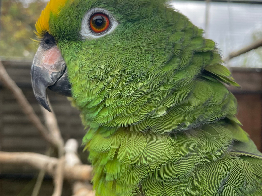 Hopefield Animal Sanctuary & Visitor Centre-布伦特伍德必去景点