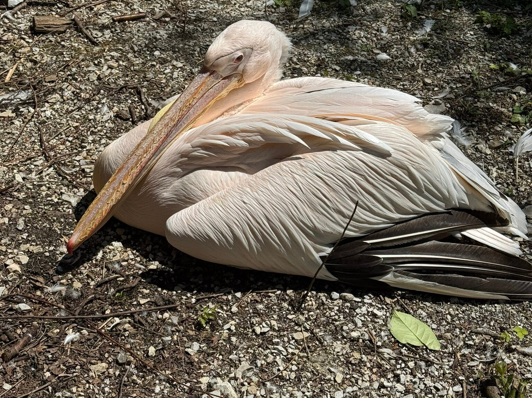Zoo Ljubljana-卢布尔雅那必去景点