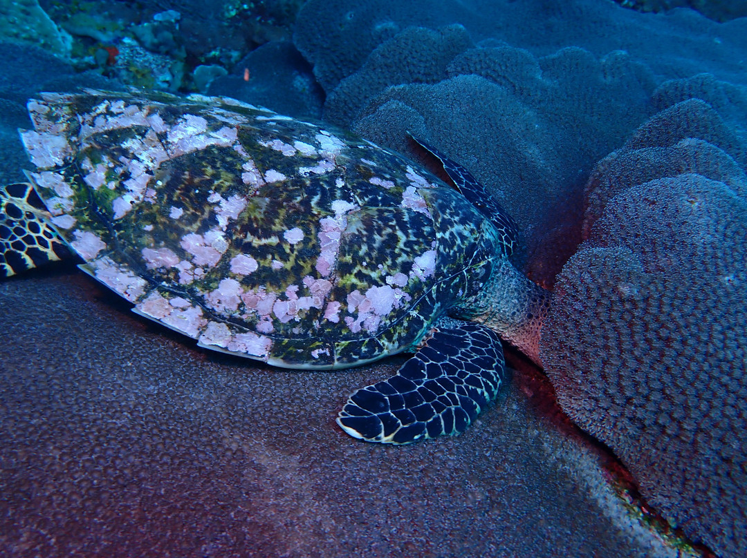 Diving Candidasa-甘地达萨必去景点