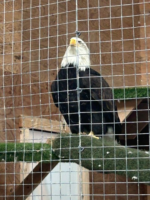 American Bald Eagle Foundation-海恩斯必去景点