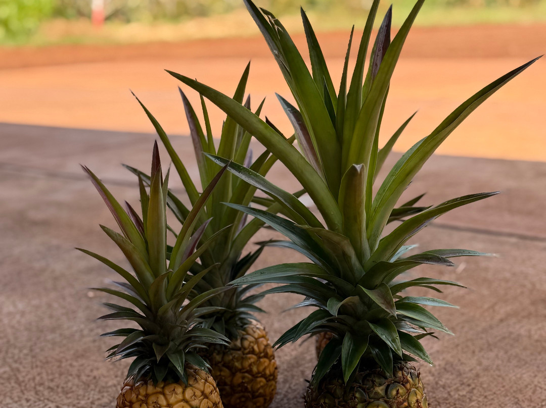 Sugarloaf Pineapple Farm-基拉韦厄必去景点
