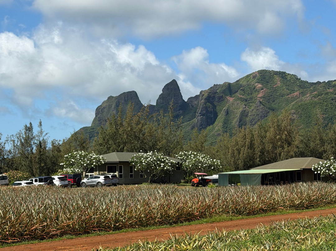 Sugarloaf Pineapple Farm-基拉韦厄必去景点
