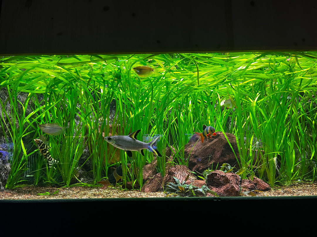 Muséum-Aquarium de Nancy-南锡必去景点