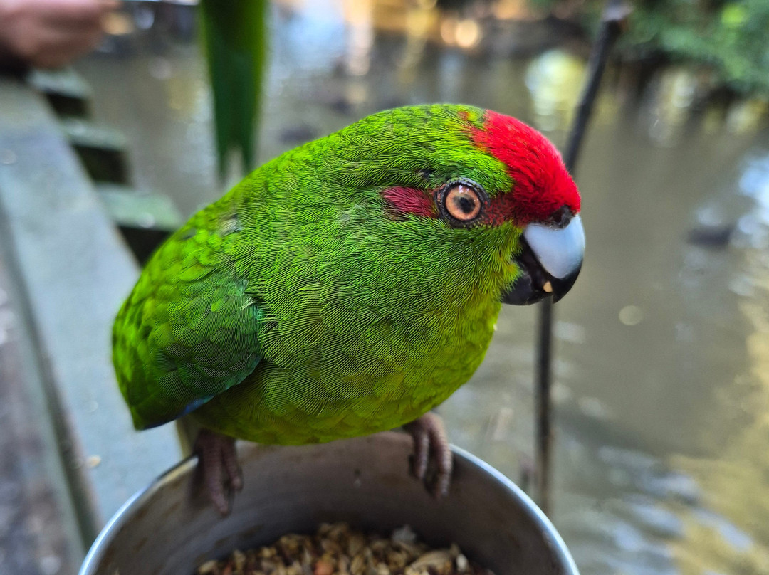 Ōtorohanga Kiwi House-奥托罗杭格必去景点