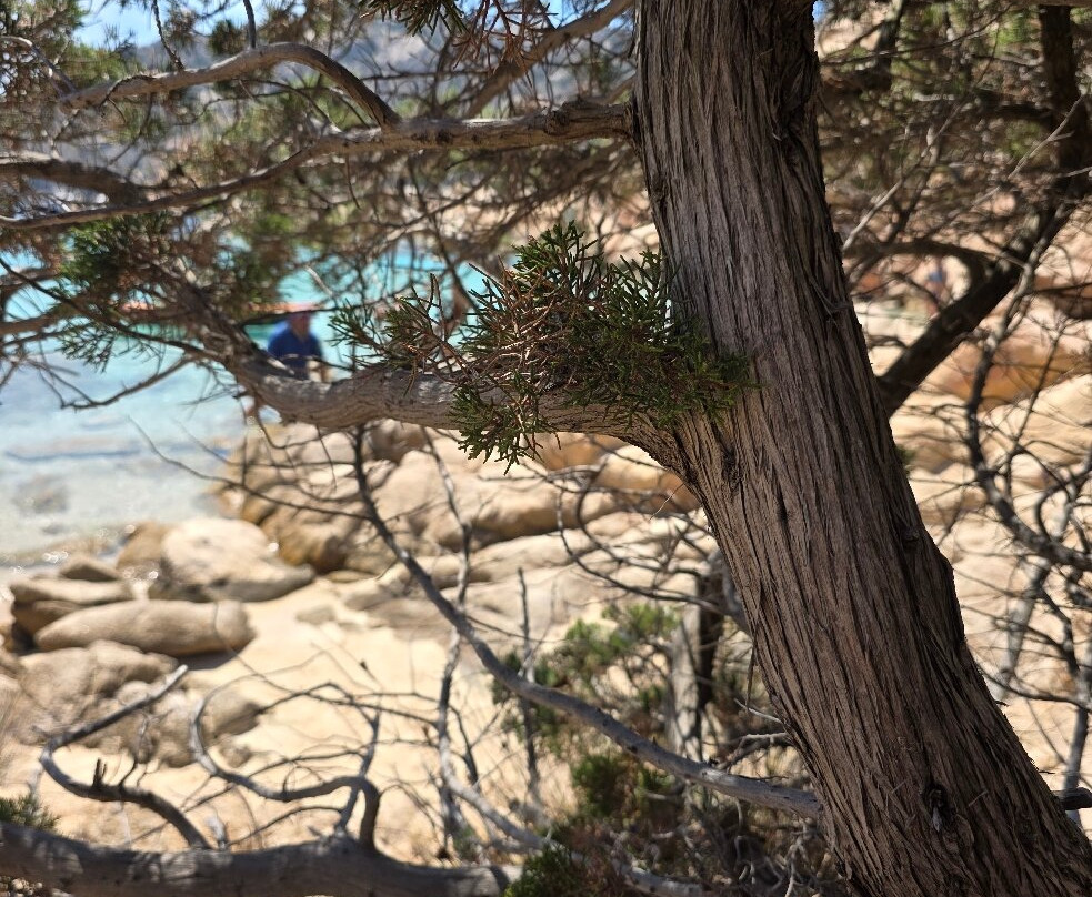 Spiaggia di Cala Coticcio-拉马达莱娜必去景点