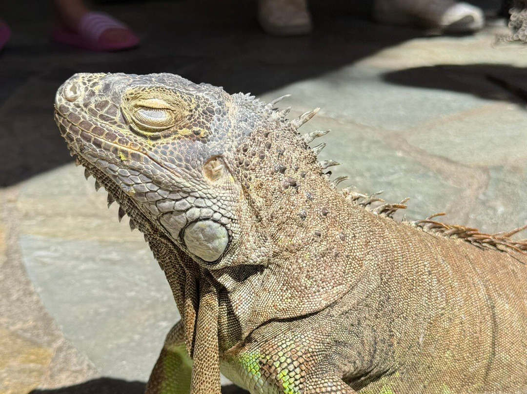 Aquaworld Aquarium & Reptile Rescue Centre-赫索尼索斯必去景点