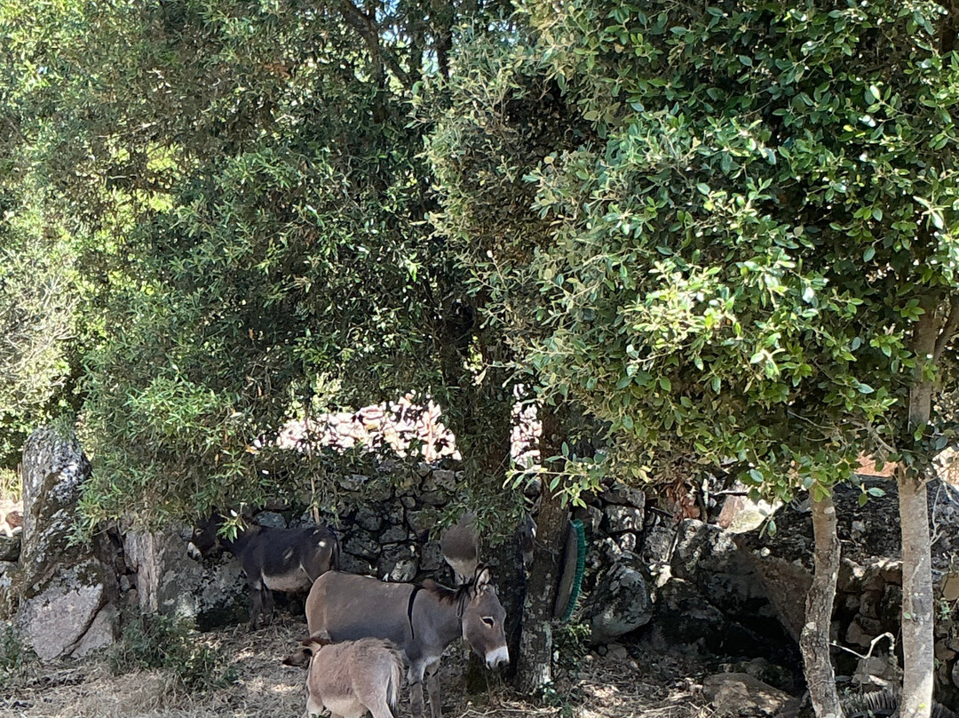 Sardinian Donkeys Farm Is Burriccheddus-Burcei必去景点