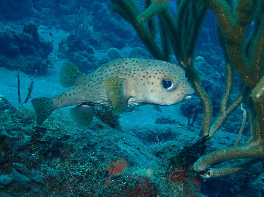 Sea Saba Dive Center-Windwardside必去景点