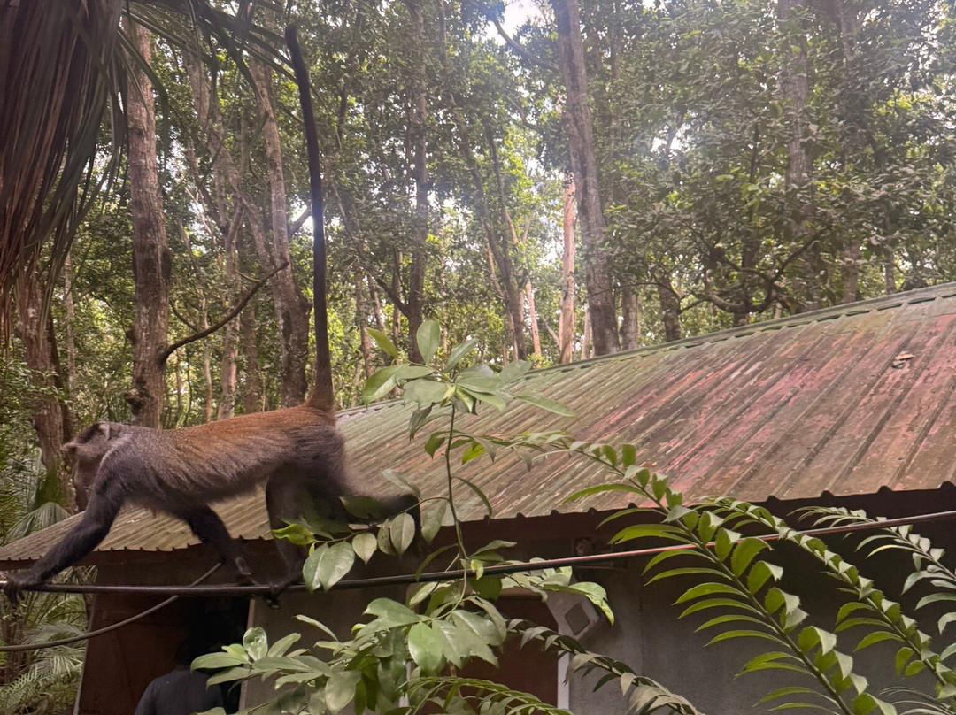 Jozani Chwaka Bay National Park-桑给巴尔岛必去景点