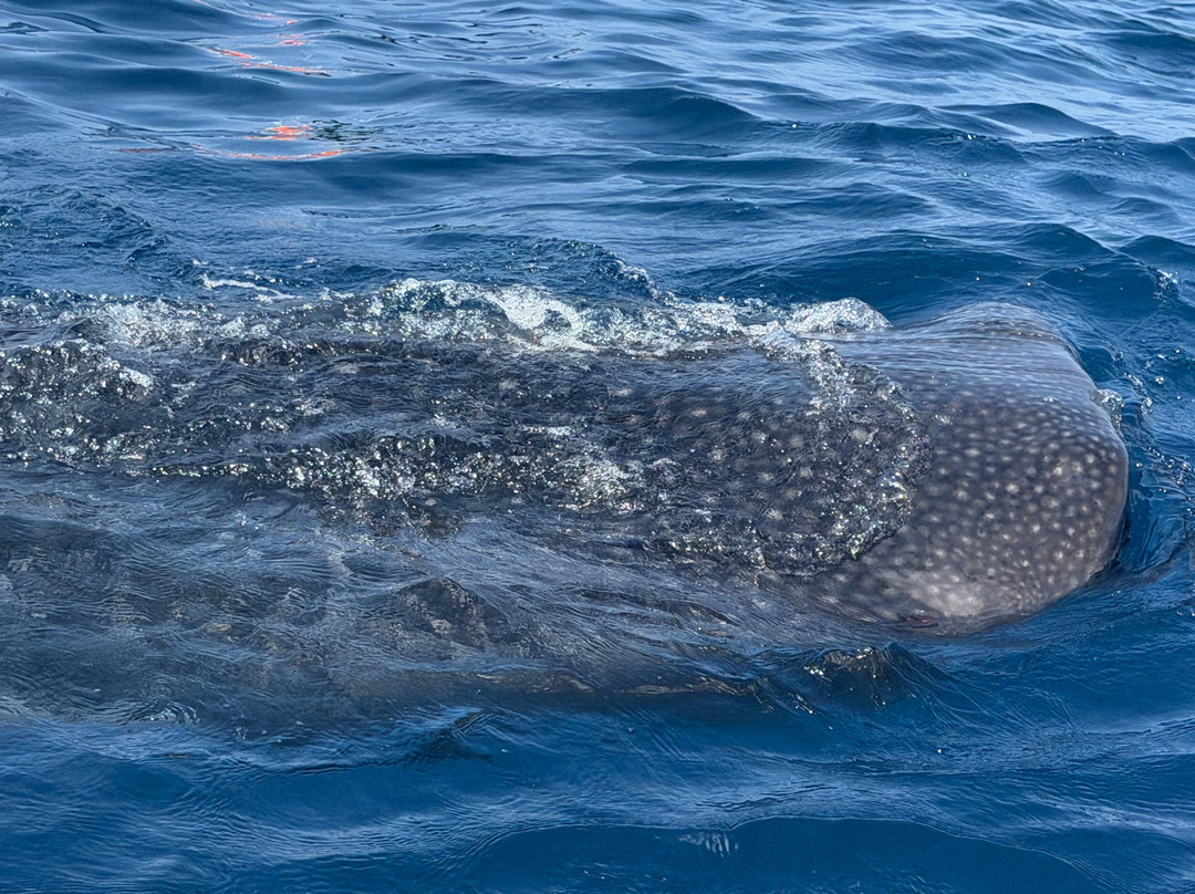 Swim With Whale Sharks-坎昆必去景点