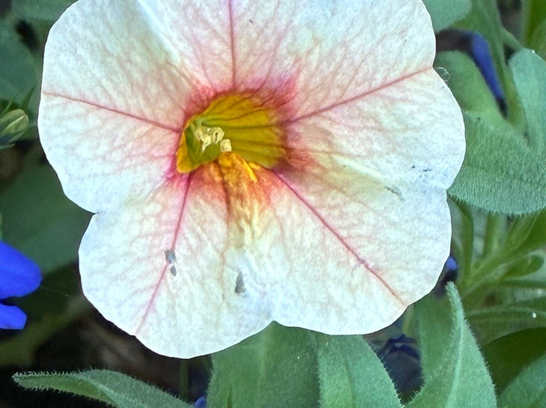 Kwekerij Morning Glory-Aalsmeer必去景点
