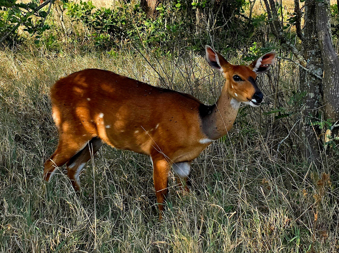 Ol Pejeta Conservancy-Laikipia County必去景点
