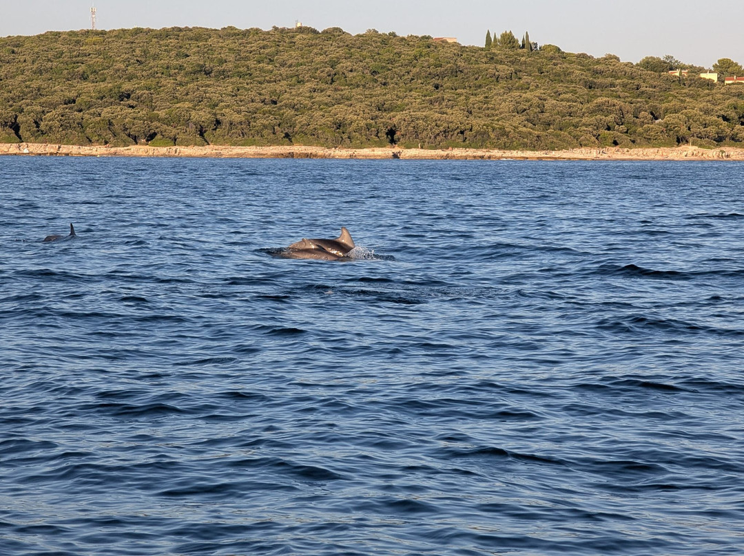 Dolphin Tours Istria-冯塔纳必去景点