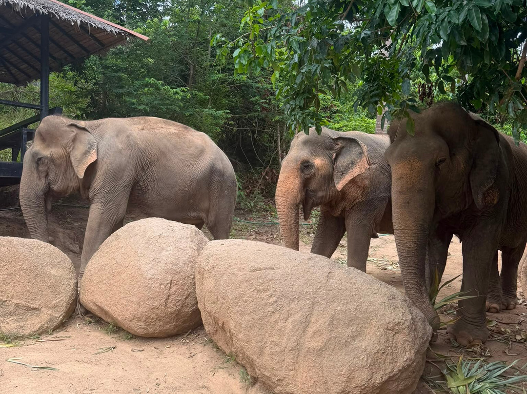 Samui Elephant Sanctuary-波普特必去景点