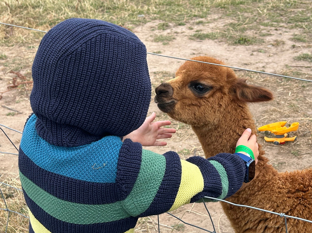 Charnwood Forest Alpacas-Boundary必去景点