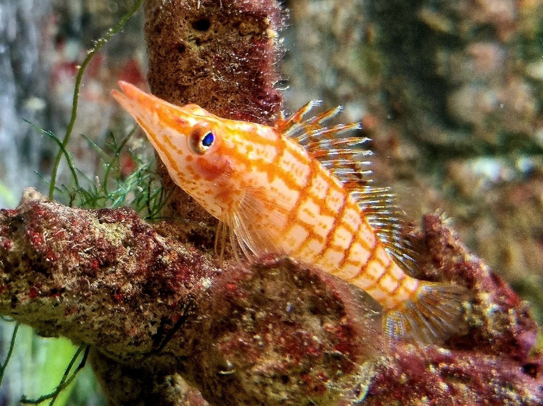 Lake District Coast Aquarium-Maryport必去景点