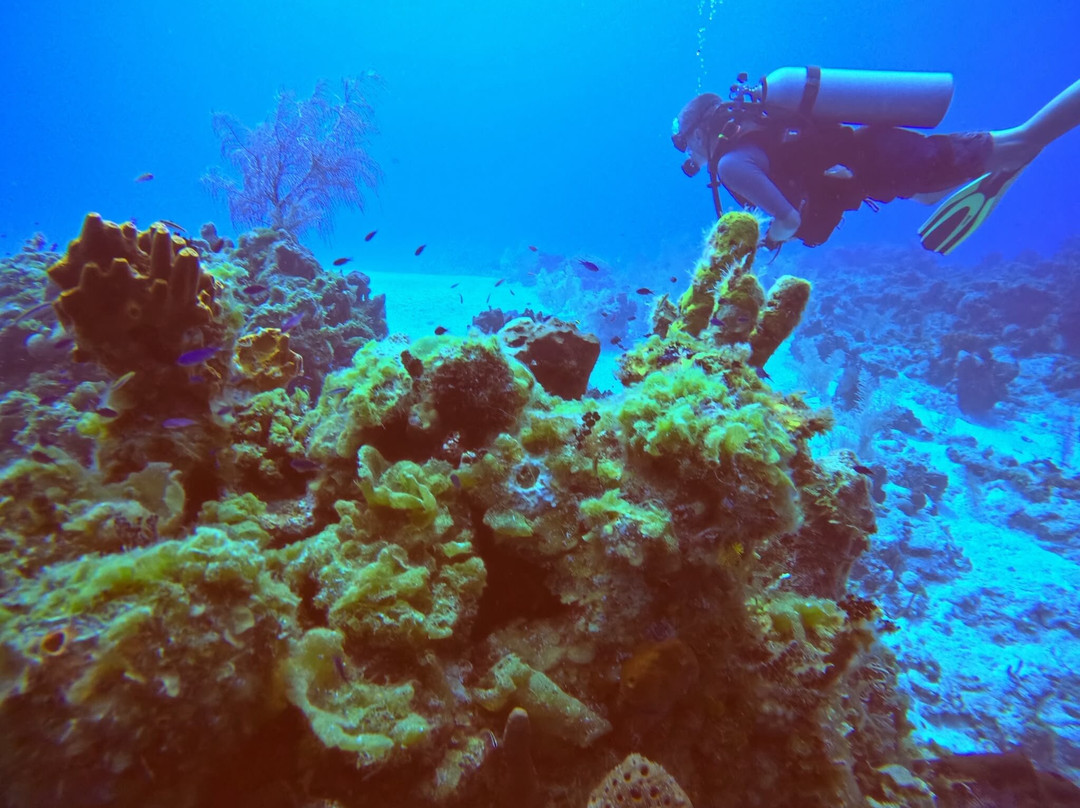 Only Blue Diving Dreams-Cockburn Town必去景点
