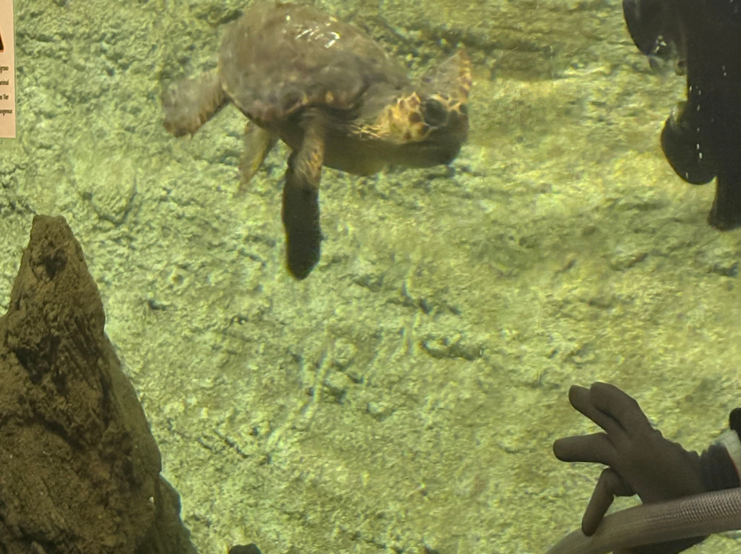 Lanzarote Aquarium-科斯塔特吉塞必去景点