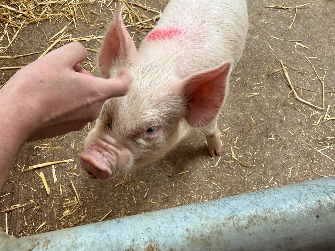 Greenmeadow Community Farm-Cwmbran必去景点