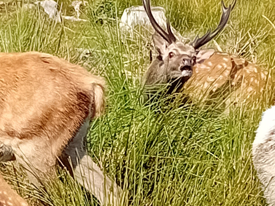 Bainloch Deer Park-Dalbeattie必去景点