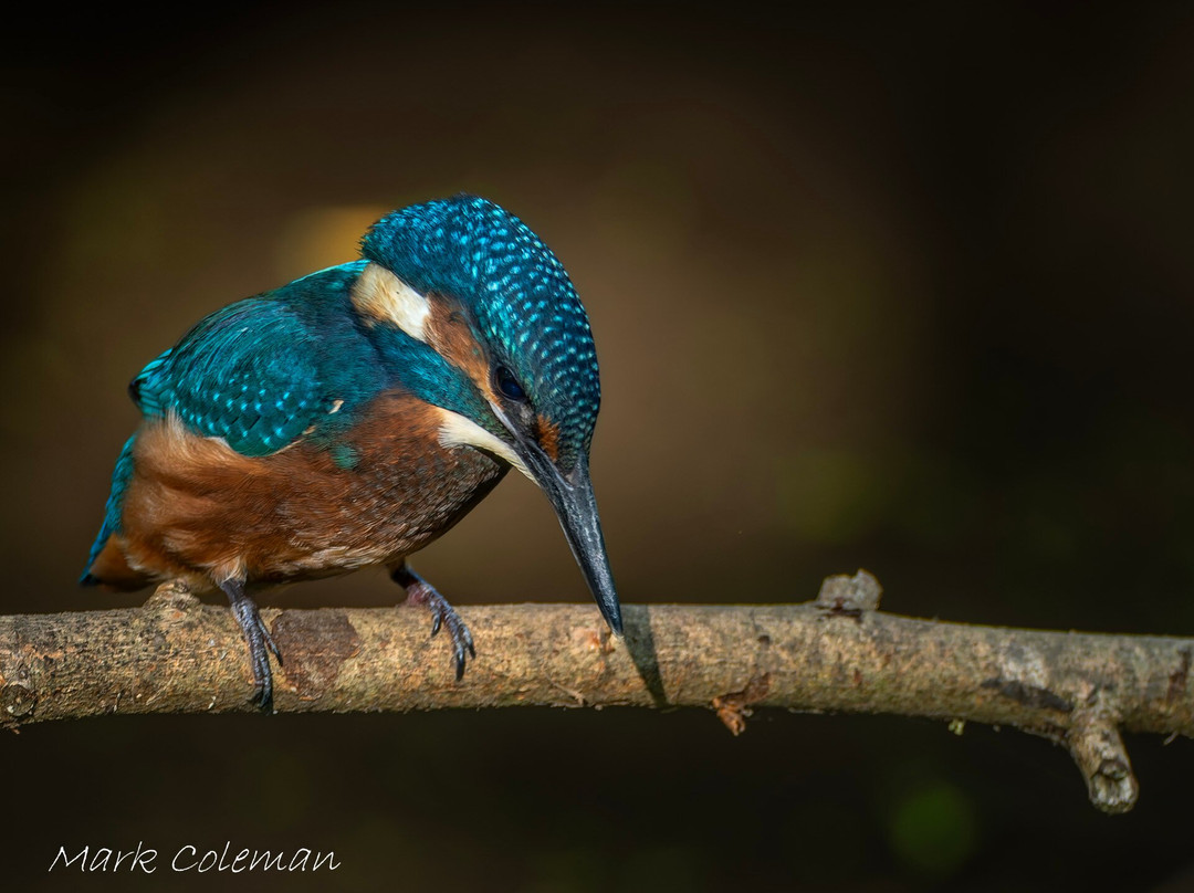 GG Wildlife Experiences Ltd-Goring-on Thames必去景点