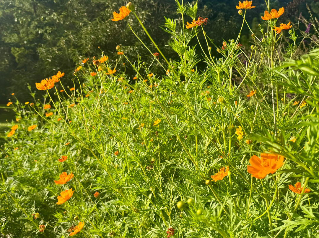 Norfolk Botanical Garden-诺福克必去景点
