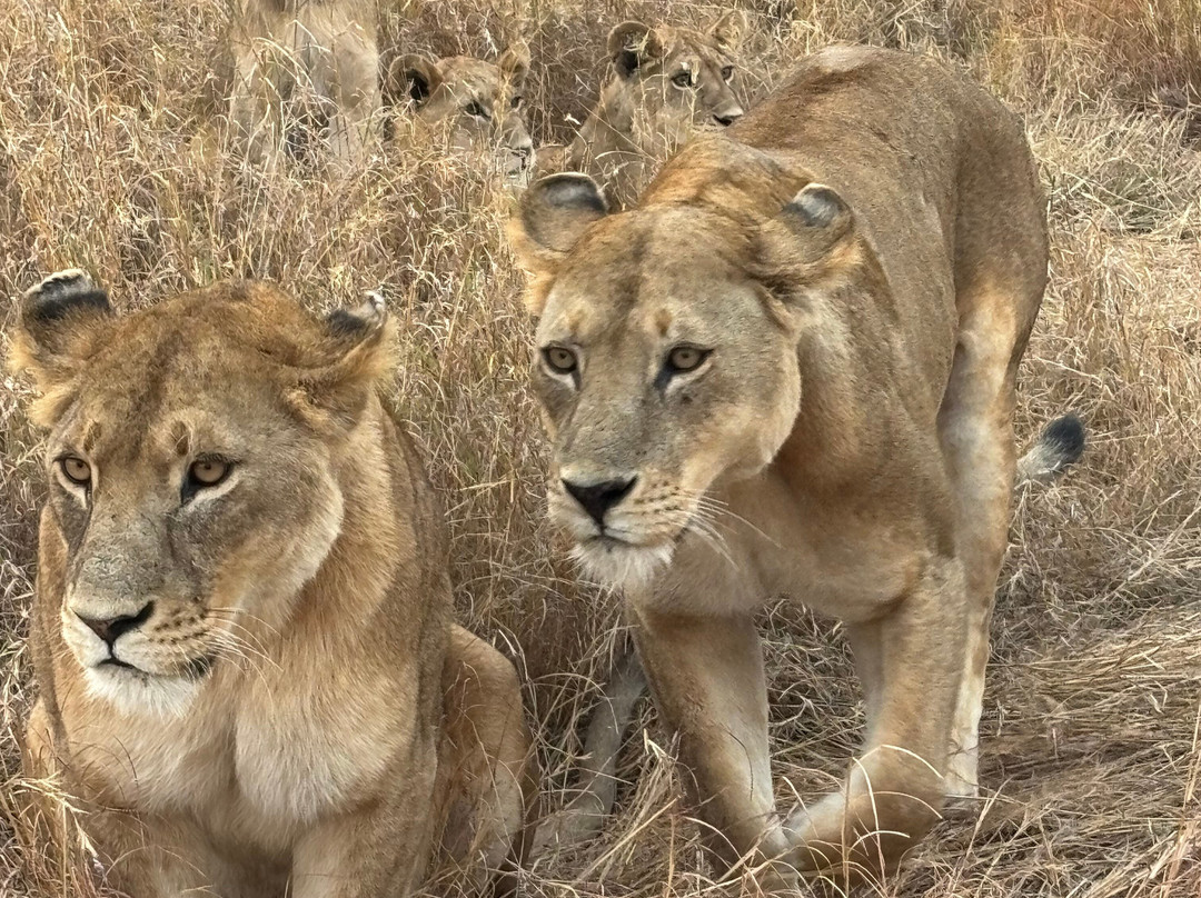 Predators Safari Club-阿鲁沙必去景点