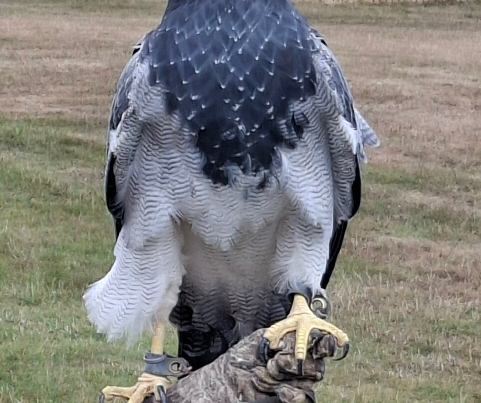 National Centre For Birds Of Prey-赫尔姆斯利必去景点