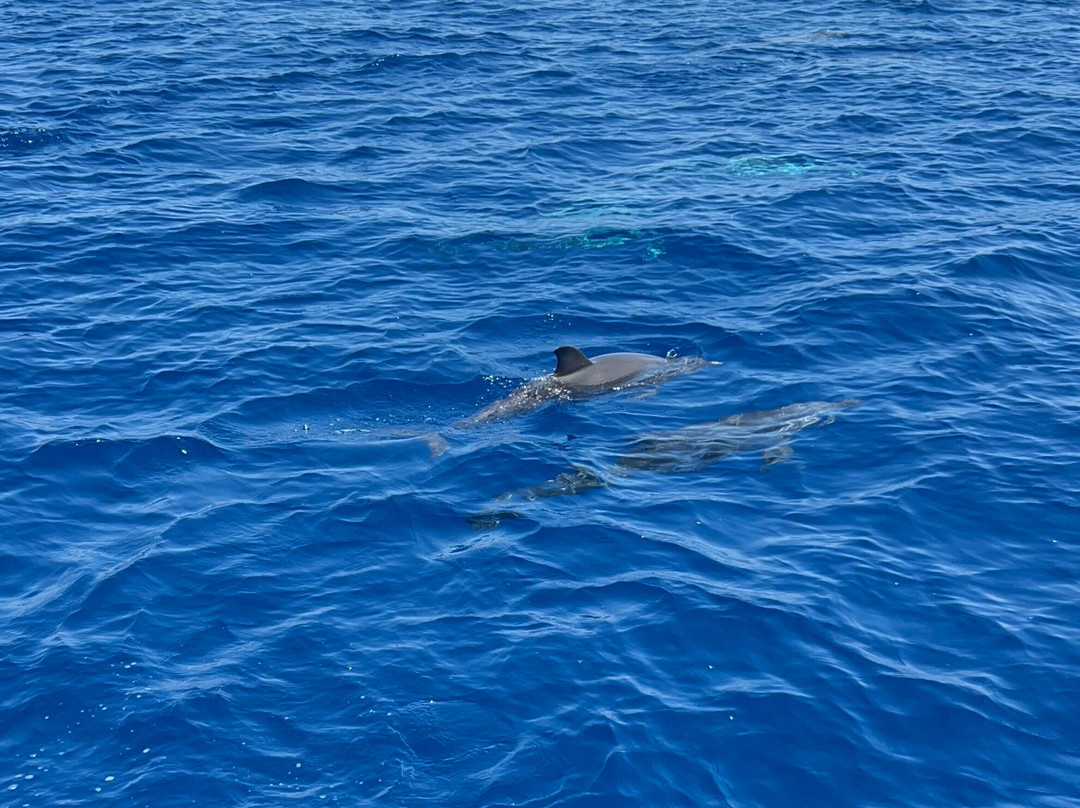 Jonian Dolphin Conservation-塔兰托必去景点