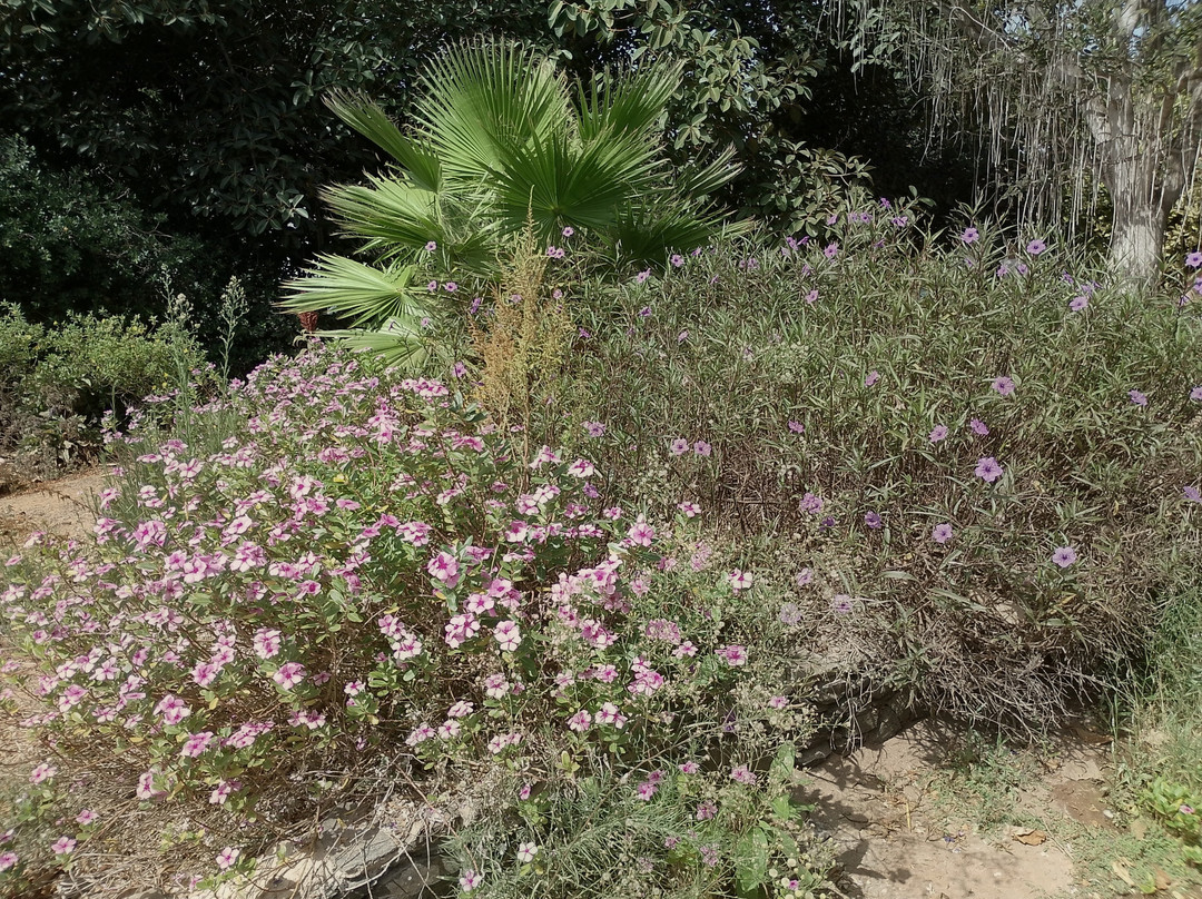 Botanical Park of Maspalomas (El Parque Botanico de Maspalomas)-马斯帕洛马斯必去景点