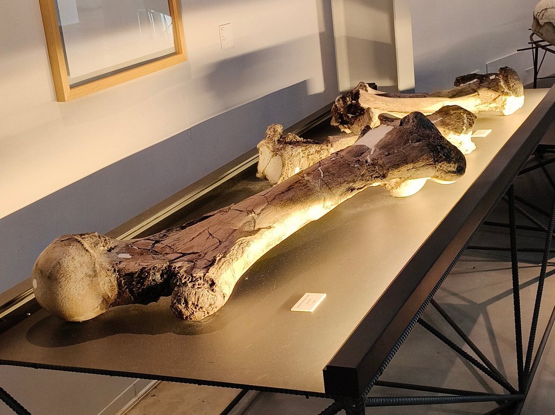 Museo Paleontologico "Luigi Boldrini"-Piegaro必去景点
