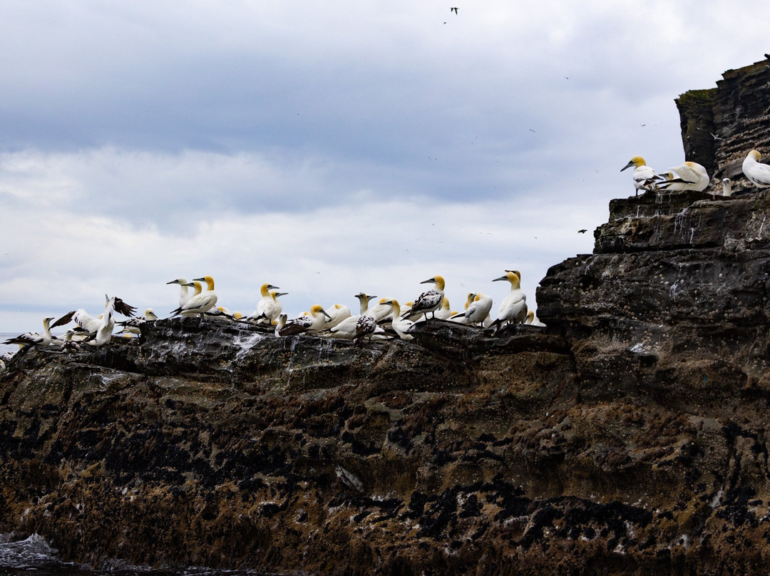 Seabirds and Seals - The Original Noss Boat Tours-Lerwick必去景点
