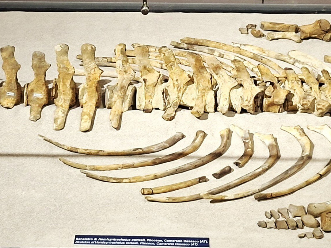 Museo Paleontologico Territoriale dell'Astigiano-阿斯蒂必去景点