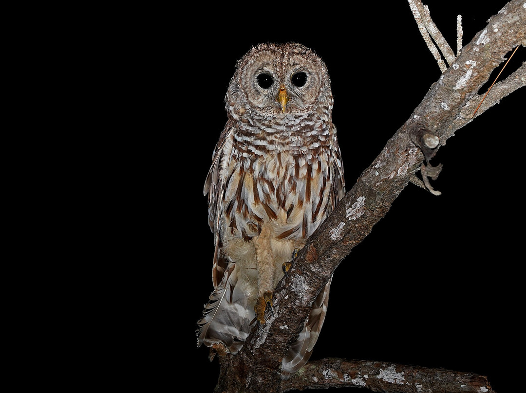 Tour The Glades - Private Wildlife Tours-大沼泽地必去景点