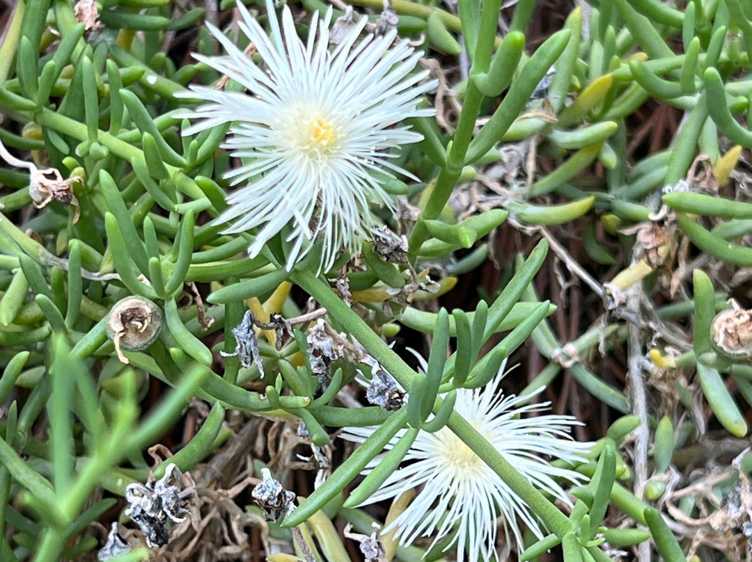 Orto Botanico-卡利亚里省必去景点