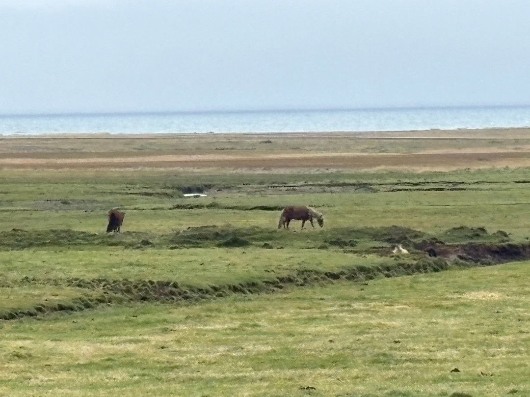 Lysuholl - Horseback riding tours-Snaefellsbaer必去景点