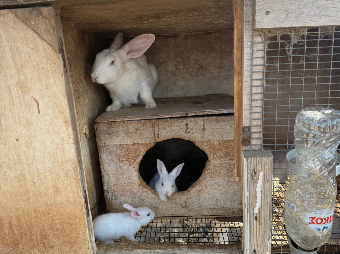 Loumidis Family Farm-Apollonia必去景点
