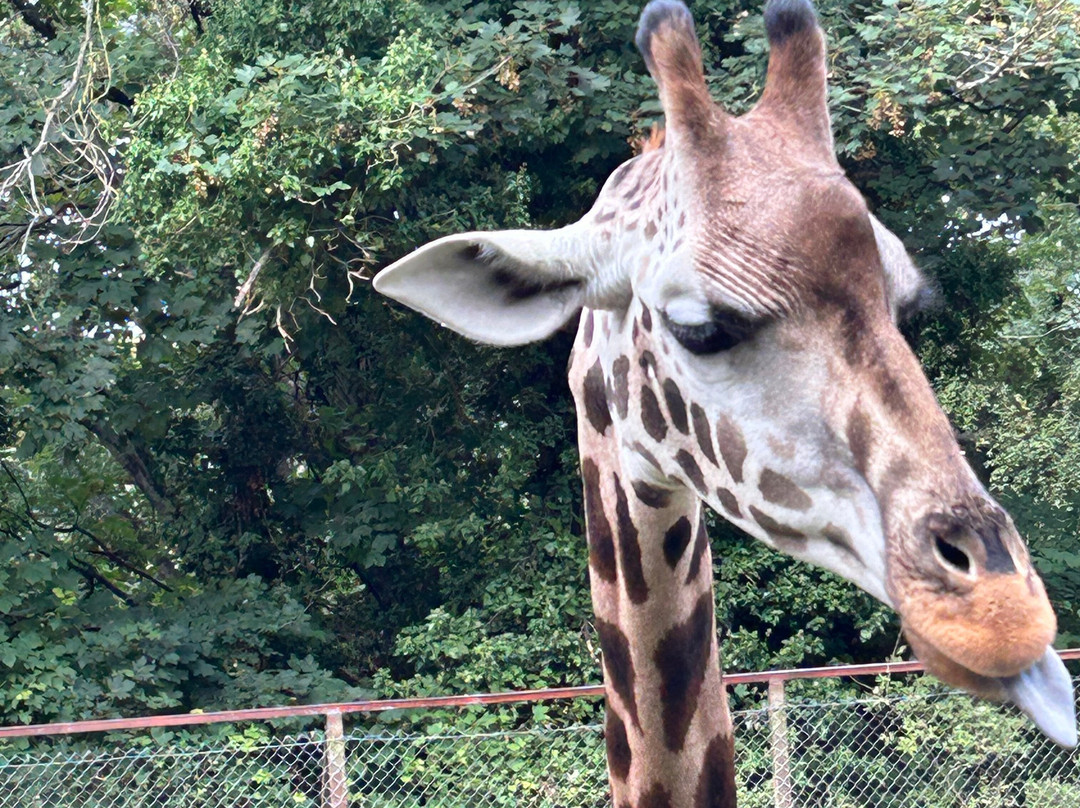 Dudley Zoo and Castle-Dudley必去景点