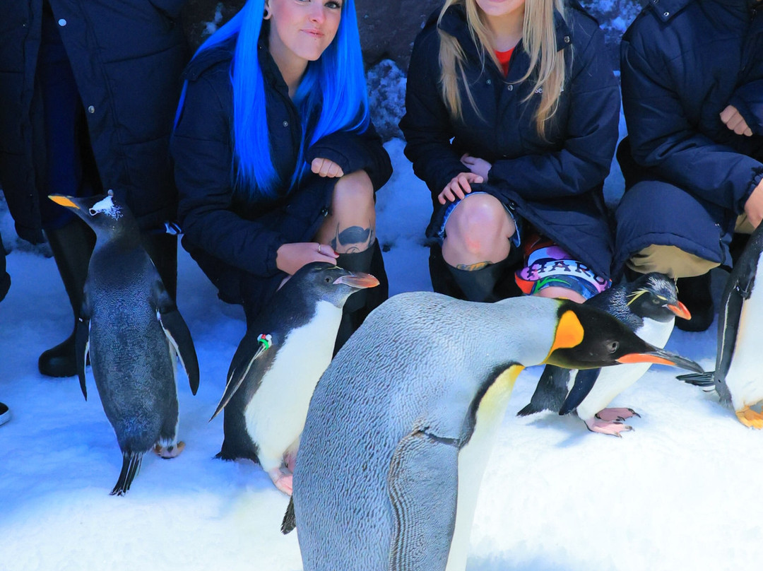 SeaWorld Yas Island Abu Dhabi-阿布扎比必去景点