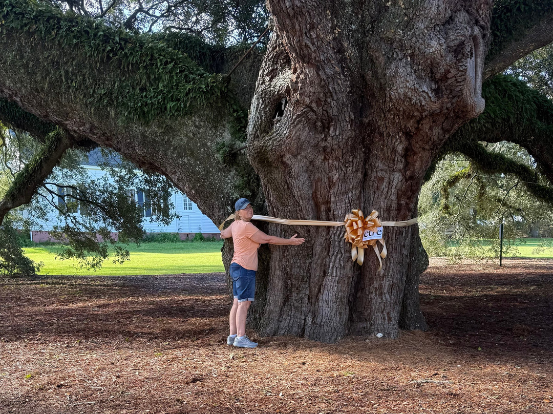 Thomasville's Historic Big Oak-Thomasville必去景点